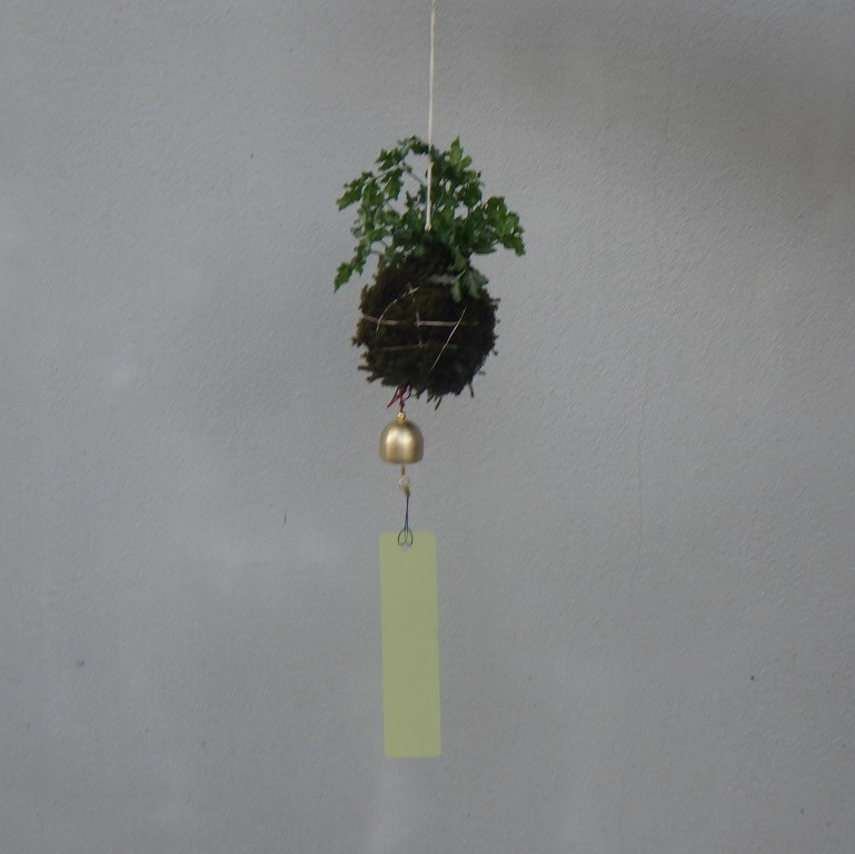 後楽園初夏のワークショップ『苔玉(釣り忍)作り体験①』